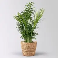 Pflanzen-Kölle Bergpalme in Korb Osaka, Topf-Ø 17 cm, Höhe ca. 60 cm