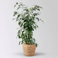 Pflanzen-Kölle Birkenfeige 'Danielle' im Korb Osaka, Topf-Ø 17 cm, Höhe ca. 70 cm
