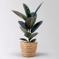 Pflanzen-Kölle Gummibaum 'Abidjan' in Korb Osaka, Topf-Ø 17 cm, Höhe ca. 55 cm