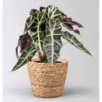 Pflanzen-Kölle Alocasia 'Polly', in Korb Osaka, Topf-Ø 17 cm, Höhe ca. 45 cm