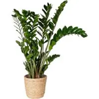 Pflanzen-Kölle Glücksfeder in Korb Osaka, Topf-Ø 21 cm, Höhe ca. 50-70 cm