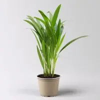 Pflanzen-Kölle Goldfruchtpalme, Topf-Ø 13 cm, Höhe ca. 20-30 cm, 3er-Set