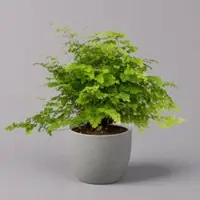 Pflanzen-Kölle Frauenhaarfarn 'Fritz Lüthi', Topf-Ø 12 cm, Höhe ca. 23 cm, 3 Pflanzen
