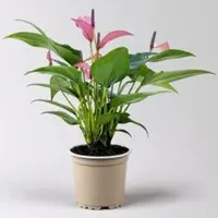 Pflanzen-Kölle Flamingoblume 'Zizou' lila-dunkelrosa, Topf-Ø 12 cm