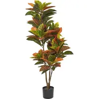 Beliani Codiaeum