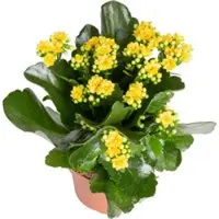 Pflanzen-Kölle Kalanchoe 'Calandiva', weiß & gelb,Topf-Ø 12 cm, Höhe ca. 20-30 cm, 6er-Set