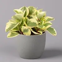 Pflanzen-Kölle Peperomia, verschiedene Arten nach Verfügbarkeit, Topf-Ø 12 cm, Höhe ca. 20 cm