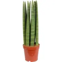Pflanzen-Kölle Bogenhanf 'Straight', Topf-Ø 17 cm, Höhe ca. 60 cm