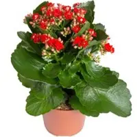 Pflanzen-Kölle Kalanchoe 'Calandiva', rot, Topf-Ø 12 cm, Höhe ca. 27,5 cm, 6er-Set