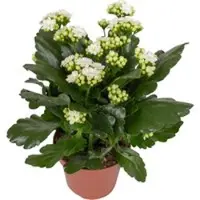 Pflanzen-Kölle Kalanchoe 'Calandiva', weiß&violett, Topf-Ø 12 cm, Höhe ca. 20-30 cm, 6er-Set