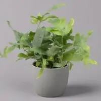 Pflanzen-Kölle Phlebodium aureum 'Blue Star', Topf-Ø 12 cm, Höhe ca. 30 cm, 3er-Set