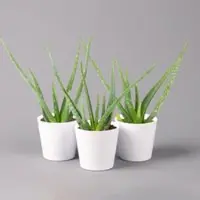 Pflanzen-Kölle Aloe vera in Keramiktopf Dallas weiß, Topf-Ø 12 cm, Höhe ca. 20-35 cm, 3er-Set