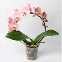 Pflanzen-Kölle Schmetterlingsorchidee, pink, Bogen, Topf-Ø 12 cm, Höhe ca. 45 cm