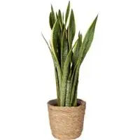 Pflanzen-Kölle Bogenhanf 'Laurentii' in Korb Osaka, Topf-Ø 21 cm, Höhe ca. 60-80 cm
