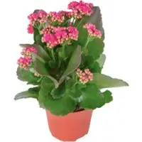 Pflanzen-Kölle Kalanchoe 'Calandiva', violett, Topf-Ø 12 cm, Höhe ca. 27,5 cm, 6er-Set
