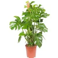Pflanzen-Kölle Monstera deliciosa, Topf-Ø 27 cm, Höhe ca. 120 cm