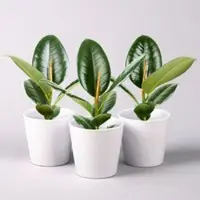 Pflanzen-Kölle Gummibaum 'Robusta' in Topf Dallas, weiß Topf-Ø 12cm, Höhe ca. 40-45 cm, 3er-Set