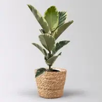 Pflanzen-Kölle Gummibaum 'Tineke' im Korb Osaka, Topf-Ø 17 cm, Höhe ca. 55 cm