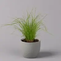 Kölles Beste Katzengras ungespritzt, Topf-Ø 12 cm, 6er-Set