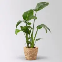 Pflanzen-Kölle Strelitzia nicolai im Korb Osaka, Topf-Ø 17 cm, Höhe ca. 55 cm