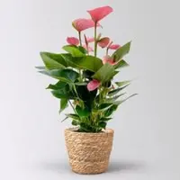 Pflanzen-Kölle Flamingoblume 'Pink Champion', pink, im Korb Osaka, Topf-Ø 17 cm
