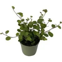 Pflanzen-Kölle Mühlenbeckia, Mini, Topf-Ø 6 cm, 12 Pflanzen