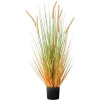 Beliani Bristlegrass