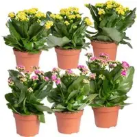 Pflanzen-Kölle Kalanchoe 'Calandiva', gelb&violett, Topf-Ø 12 cm, Höhe ca. 20-30 cm, 6er-Set