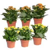 Pflanzen-Kölle Kalanchoe 'Calandiva', gelb&orange, Topf-Ø 12 cm, Höhe ca. 20-30 cm, 6er-Set