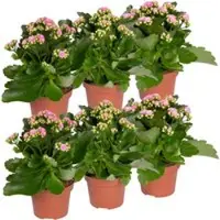 Pflanzen-Kölle Kalanchoe 'Calandiva', rosa, Topf-Ø 12 cm, Höhe ca. 27,5 cm, 6er-Set