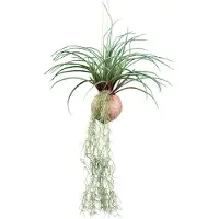 Creativ Green Kunstranke "Tillandsia Stricta" in natürlicher Kokosschale