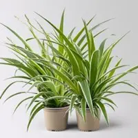 Kölle Grünlilie 'Irish', grün-weiß, Topf-Ø 12 cm, 2 Pflanzen