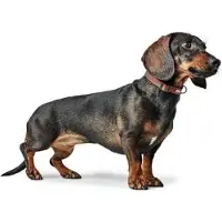 Hunter Canadian Up für Hunde Cognac XXS-XS