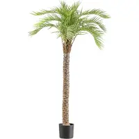 Creativ Green Kunstpalme "Macauba Palme" mit hohem Stamm