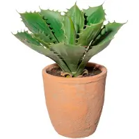Creativ Green Künstliche Zimmerpflanze "Echeveria im Terracottatopf"