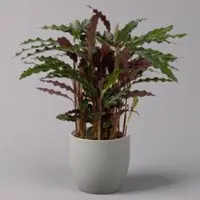 Pflanzen-Kölle Korbmarante, Goeppertia rufibarba 'Elger Grass' syn.Calathea, Topf-Ø 17 cm