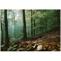 WALLARENA FOTOTAPETE Wald 3D Effekt Natur Wohnzimmer 200x140
