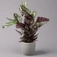 Kölles Beste Korbmarante, Goeppertia ornata syn. Calathea, Topf-Ø 19 cm, Höhe ca. 65-85 cm