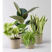 Pflanzen-Kölle Grünpflanzen-Set Überraschungs-Mix, Topf-Ø 11-14 cm, Höhe 15-50 cm, 4 Pflanzen
