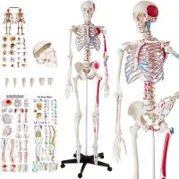 TecTake Skelett Anatomie medizinisches Modell - 180cm + Anatomie Poster - Muskel und Knochen Markierung - 400963