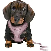 Trixie Junior Welpen-Softgeschirr mit Leine - flieder - 26–34 cm/10 mm