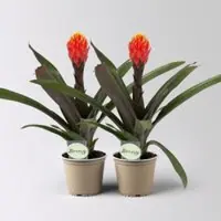 Pflanzen-Kölle Guzmania 'Tala', orange-gelb, Topf-Ø 12 cm , Höhe ca. 45 cm, 2 Pflanzen