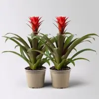 Pflanzen-Kölle Guzmania 'Hope', rot-weiß, Topf-Ø 13 cm, Höhe ca. 45 cm, 2 Pflanzen