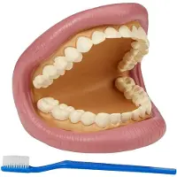 TickiT Giant Teeth Dental Kit pädagogisches Zahnmodell für Kinder