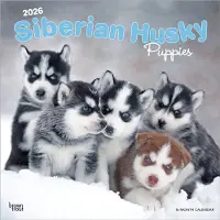 BrownTrout Siberian Husky Welpen Kalender 2026