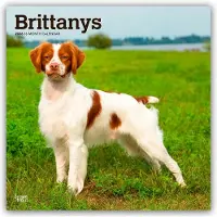 BrownTrout Brittany Spaniel Kalender 2026