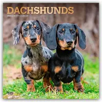BrownTrout Dackel Kalender 2026