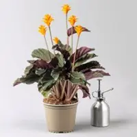 Pflanzen-Kölle Korbmarante, orange, Topf-Ø 14 cm, Höhe ca. 40 cm