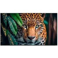 Newline STV+ 55" (STV-5524PLUS)