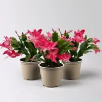 Pflanzen-Kölle Weihnachtskaktus, rosa, Topf-Ø 12 cm, 3 Pflanzen